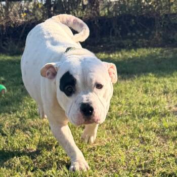 Dotty -  English Bulldog Dog for Adoption in Norman, Oklahoma - Dotty | PetCurious