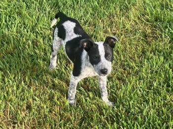 Skippy -  Australian Cattle Dog Blue Heeler Dog for Adoption in Cincinnati, Ohio - Skippy | PetCurious