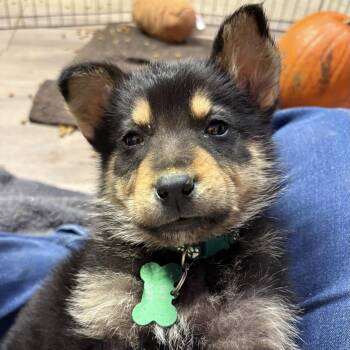 Rescue Mixed Breed Dogs for Adoption in Saskatoon, Saskatchewan - Kit Kat | PetCurious