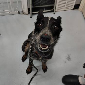 Kyle -  Australian Cattle Dog Blue Heeler Dog for Adoption in Springtown, Texas - Kyle | PetCurious