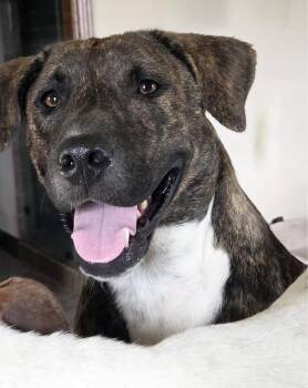 Rescue Mountain Cur and Labrador Retriever Dogs for Adoption in Madisonville, Texas - Star | PetCurious