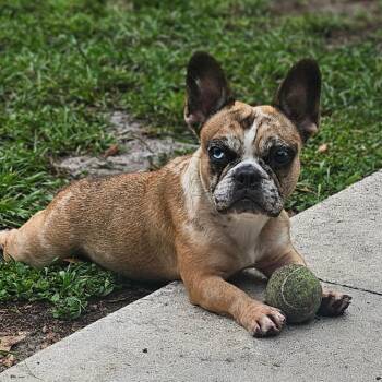 Cosette -  French Bulldog Dog for Adoption in Lakewood Ranch, Florida - Cosette | PetCurious