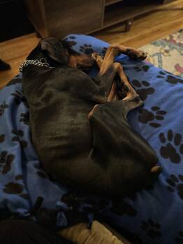 Doberman Pinscher Dogs Available for Adoption - Killian | PetCurious