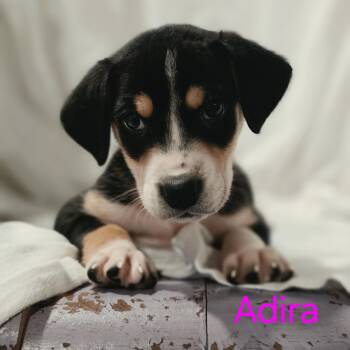 Hound and Border Collie Dogs Available for Adoption in Blairstown, New Jersey - Adira | PetCurious