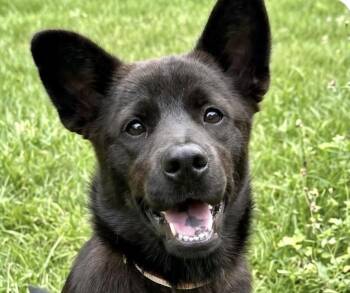 Ruby -  Jindo Dog for Adoption in San Ramon, California - Ruby | PetCurious