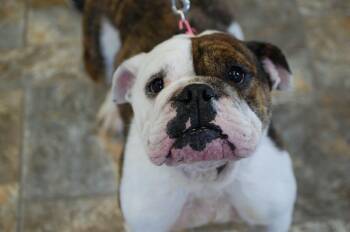 Bubbles -  English Bulldog Dog for Adoption in Anderson, Indiana - Bubbles | PetCurious