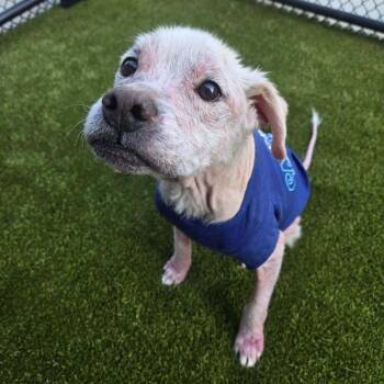 Rye (SC) -  Terrier Dog for Adoption in New York, New York - Rye (SC) | PetCurious