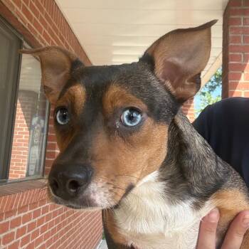 Terrier Dogs Available for Adoption in Jacksonville, Arkansas - Foxy | PetCurious