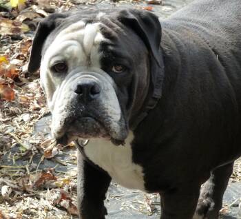 Betsy -  English Bulldog Dog for Adoption in Otsego, Michigan - Betsy | PetCurious