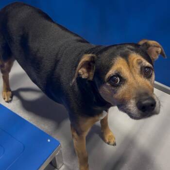 Precious -  Mixed Breed Dog Available for Adoption in Kerrville, Texas - Precious | PetCurious