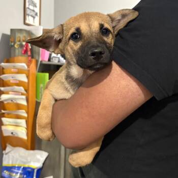 Collette -  German Shepherd Dog and Mixed Breed Dog for Adoption in Wappingers Falls, New York - Collette | PetCurious