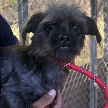Puppuccino 7641 -  Terrier Dog for Adoption in Loxahatchee Groves, Florida - Puppuccino 7641 | PetCurious