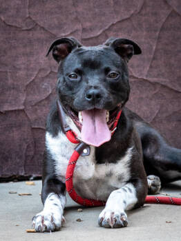 Rescue Mixed Breed Dogs for Adoption in Chamblee, Georgia - Branwen-IN FOSTER | PetCurious