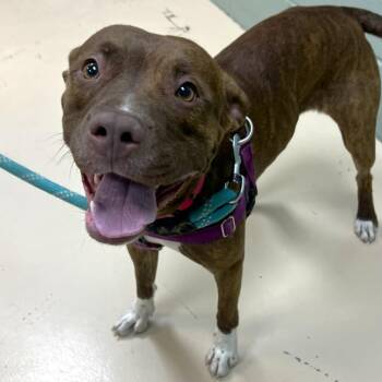 Mixed Breed Dogs Available for Adoption in State College, Pennsylvania - Paisley | PetCurious