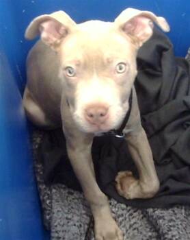 Mixed Breed Dogs Available for Adoption in Dallas, Texas - RAMONA | PetCurious