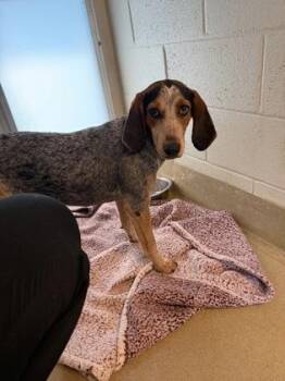 Hound and Mixed Breed Dogs Available for Adoption in King William, Virginia - Sundae | PetCurious