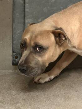 PHOEBE -  Pit Bull Terrier Dog for Adoption in San Bernardino, California - PHOEBE | PetCurious