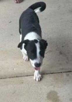 Scout -  Pointer and Mixed Breed Dog for Adoption in Morristown, New Jersey - Scout | PetCurious