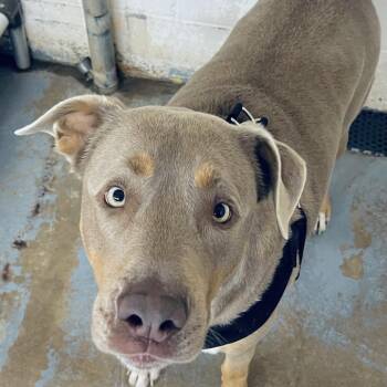 Tobias -  Mixed Breed Dog for Adoption in Duncan, Oklahoma - Tobias | PetCurious