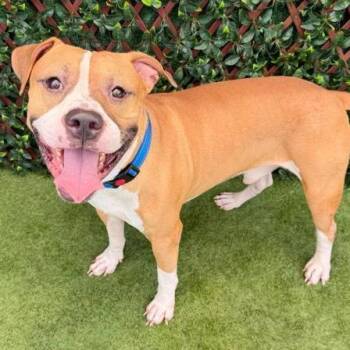 River -  Mixed Breed Dog for Adoption in West Palm Beach, Florida - River | PetCurious