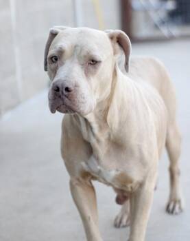 Pit Bull Terrier and Mixed Breed Dogs Available for Adoption - Annika | PetCurious