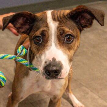 Angel *Avail 6/27 at Biddeford Petsmart* -  Mixed Breed Dog for Adoption in Kennebunk, Maine - Angel *Avail 6/27 At Biddeford Petsmart* | PetCurious