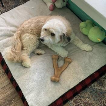 Australian Shepherd and Poodle Dogs Available for Adoption in Hearne, Texas - Toby | PetCurious