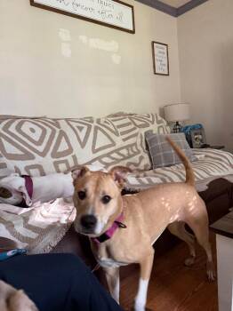 River -  Labrador Retriever and Mixed Breed Dog for Adoption in Partlow, Virginia - River | PetCurious
