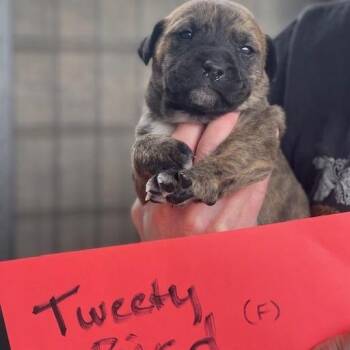 Mixed Breed Dogs Available for Adoption - Tweety Bird | PetCurious