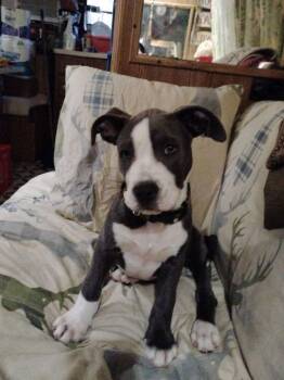 Diamond -  Great Dane Dog for Adoption in Elmsford, New York - Diamond | PetCurious