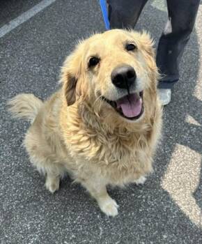 Angie -  Golden Retriever Dog for Adoption in Cleveland, Ohio - Angie | PetCurious