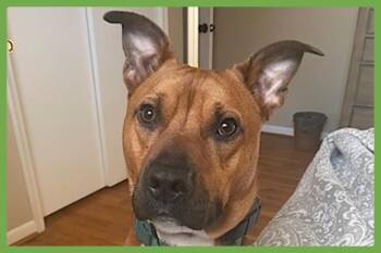 Rescue Pit Bull Terrier and German Shepherd Dog Dogs for Adoption in Amherst, Massachusetts - Milo | PetCurious