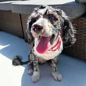 Jazzi -  Australian Shepherd and Miniature Poodle Dog for Adoption in Philadelphia, Pennsylvania - Jazzi | PetCurious