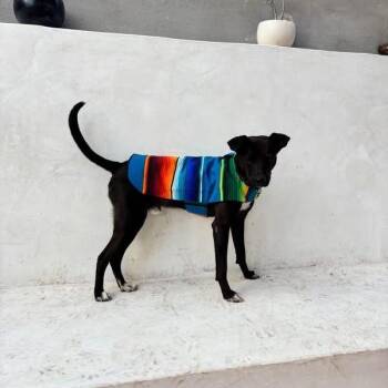 Whippet and Mountain Cur Dogs Available for Adoption in Long Beach, California - Mooch | PetCurious