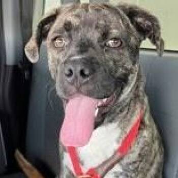 Oakley -  Boxer Dog for Adoption in Ferndale, Washington - Oakley | PetCurious