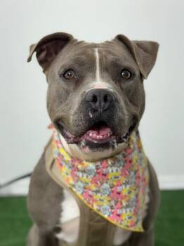 Pippa-One of our Amazing Rescue Dogs -  Pit Bull Terrier and American Bully Dog for Adoption in Carlsbad, California - Pippa-One Of Our Amazing Rescue Dogs | PetCurious