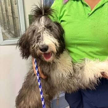 Stella -  Poodle and Mixed Breed Dog for Adoption in Griswold, Connecticut - Stella | PetCurious