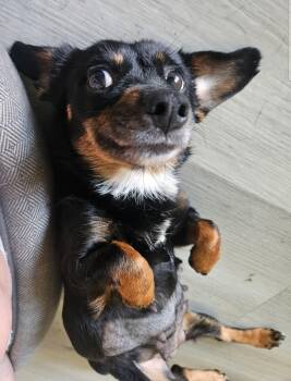 Chihuahua and Dachshund Dogs Available for Adoption in Galt, California - Hope | PetCurious