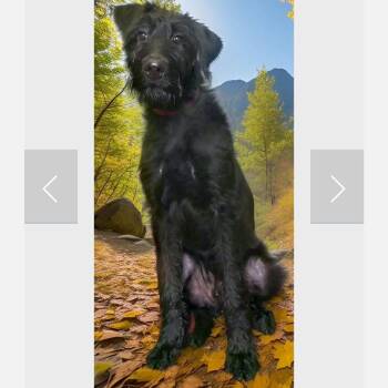 Mixed Breed Dogs Available for Adoption - Noodle | PetCurious