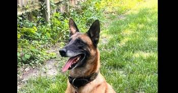 Dozer - (now Rocco) Located in Kansas -  Belgian Shepherd Malinois Dog for Adoption in Imlay City, Michigan - Dozer - (now Rocco) Located In Kansas | PetCurious