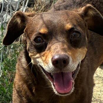 Beast -  Chihuahua and Terrier Dog for Adoption in Yuma, Arizona - Beast | PetCurious