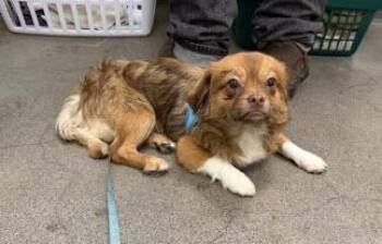 Pit Bull Terrier Dogs Available for Adoption in Berkeley, California - Anne | PetCurious