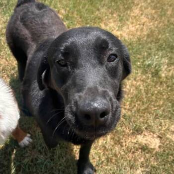 Foster Orion -  Labrador Retriever and Terrier Dog for Adoption in Oswego, Illinois - Foster Orion | PetCurious