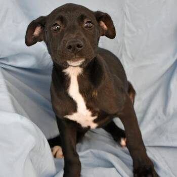 Labrador Retriever Dogs Available for Adoption in Beaumont, Texas - Pan | PetCurious