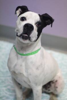 Oscar in NH. Come Meet our Adoptable Dogs Wednesday-Saturday. Mo -  Boxer Dog for Adoption in Manchester, New Hampshire - Oscar In NH. Come Meet Our Adoptable Dogs Wednesday-Saturday. Mo | PetCurious