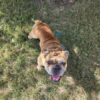 Stitch -  English Bulldog Dog for Adoption in Austin, Texas - Stitch | PetCurious