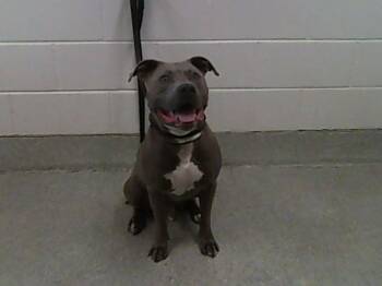 BEEFCAKE -  Pit Bull Terrier and Mixed Breed Dog for Adoption in Loveland, Colorado - BEEFCAKE | PetCurious