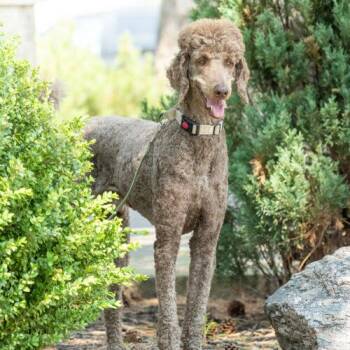 Hubert -  Standard Poodle Dog for Adoption in Courtice, Ontario - Hubert | PetCurious