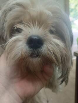 Willow -  Shih Tzu Dog for Adoption in Swainsboro, Georgia - Willow | PetCurious