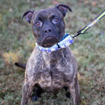 Rescue Presa Canario and Pit Bull Terrier Dogs for Adoption in Cumming, Georgia - Papa 21782 | PetCurious